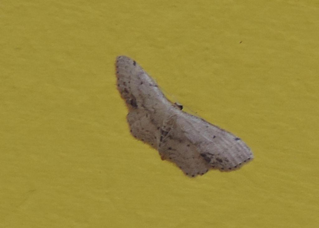 Farfallina notturna - Idaea dimidiata